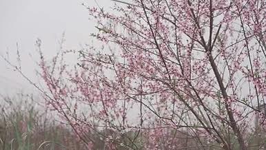 一夜春风来万树桃花开视频的预览图